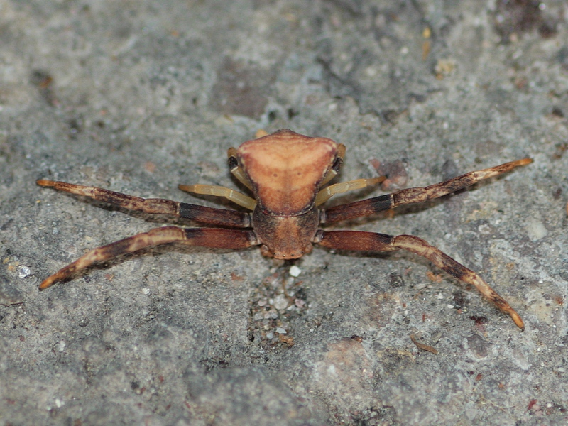 Pistius truncatus ?   S !  -  Arluno (MI)
